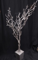 Silver Manzanita Tree