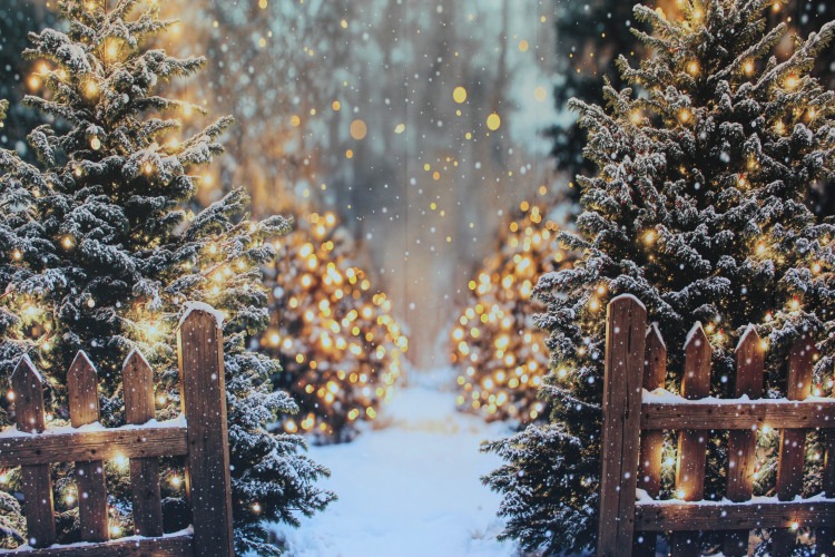 Picket Fence with Lit Christmas Tree Field Backdrop