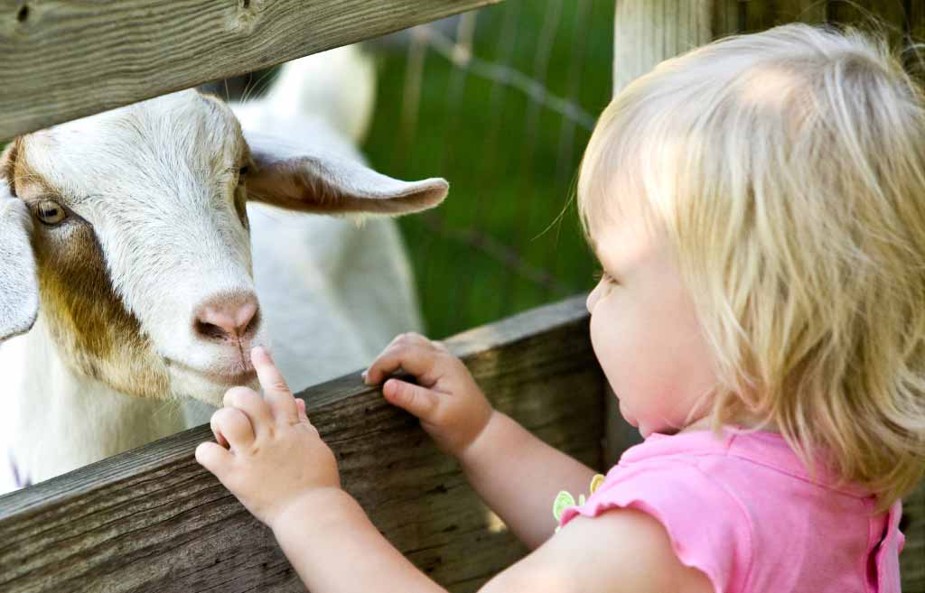 petting zoo Face Painting & Balloon Artists