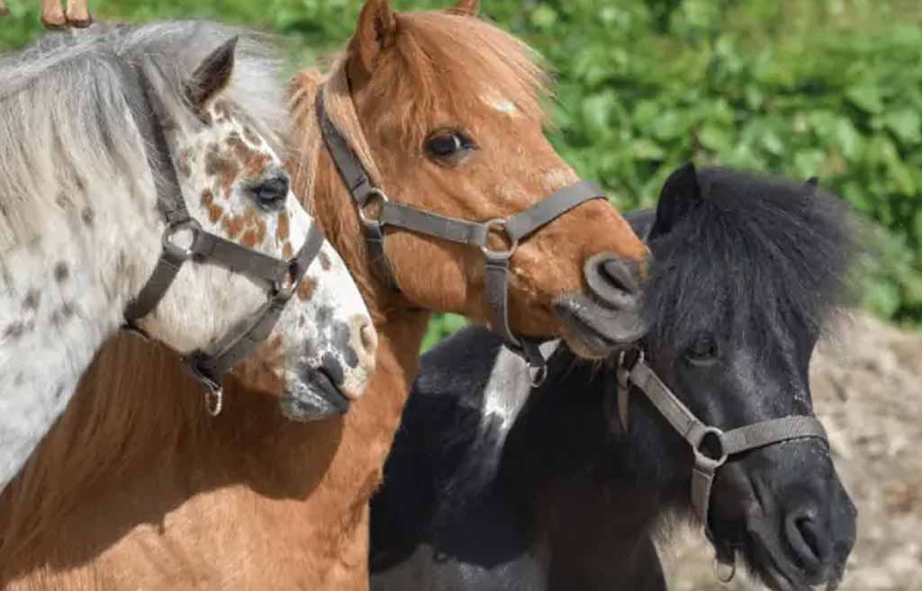 variety entertainers Face Painting & Balloon Artists