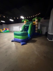 IMG 0070 1771983256 Palm Tree Chaos